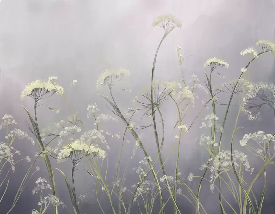 murais de parede Flores silvestres brancas em um campo enevoado com fundo cinza suave e desfocado w00903