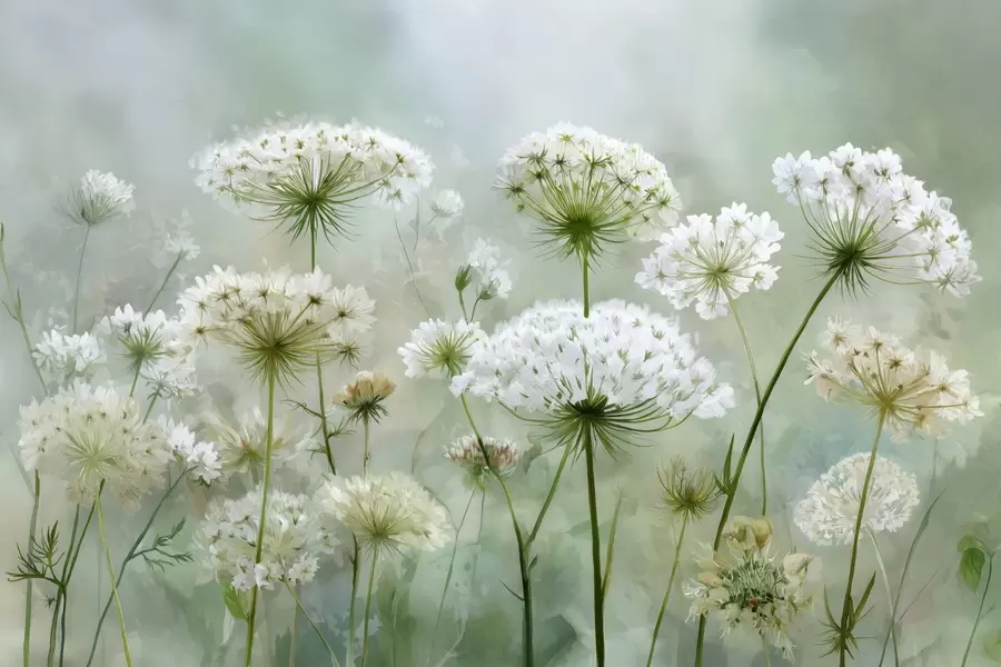 murais de parede delicadas flores silvestres brancas Queen Anne, num estilo pitoresco, tons verdes w04313