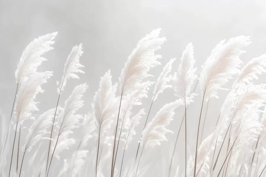 murais de parede Erva-dos-pampas branca e macia à luz suave da manhã w09717