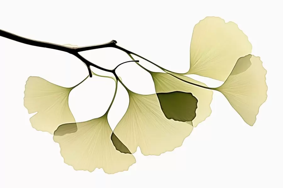 murais de parede Folhas em forma de leque do ginkgo w09968
