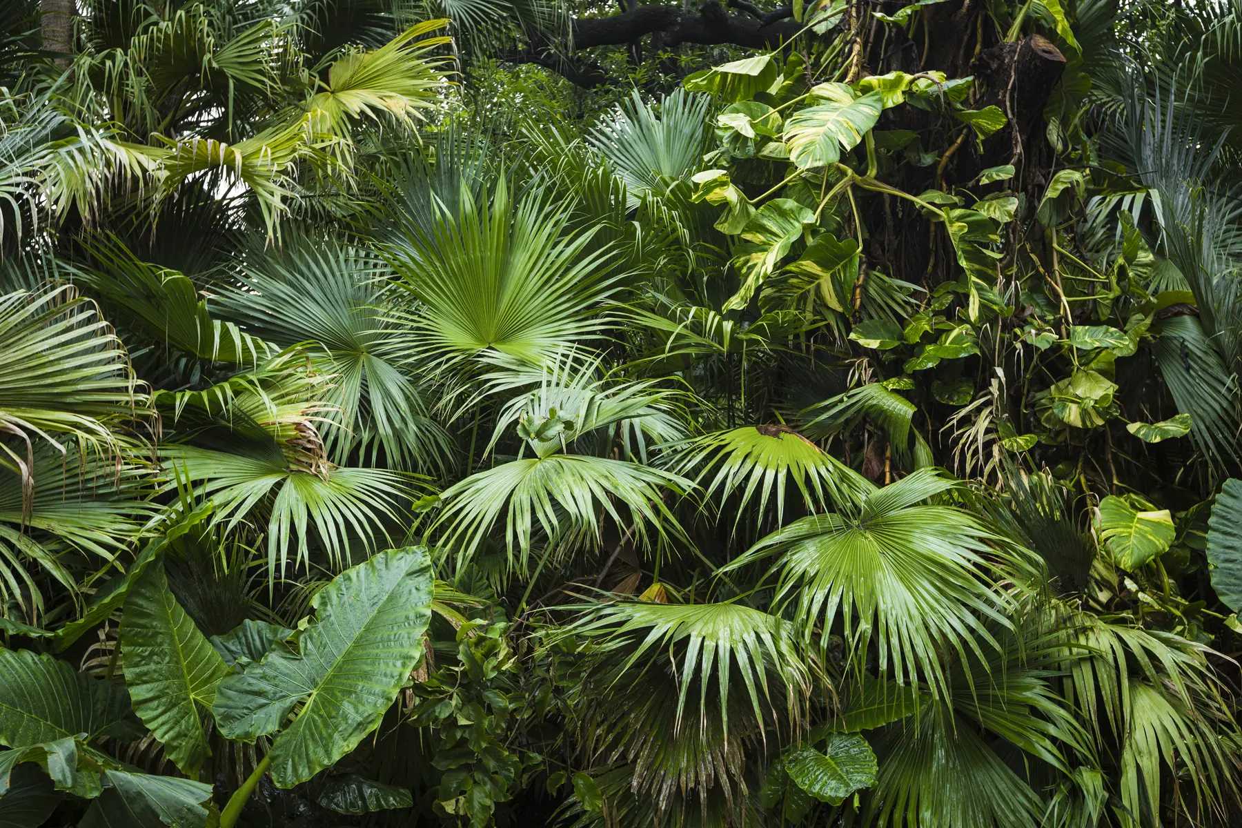 murais de parede Folhas molhadas na selva u93616