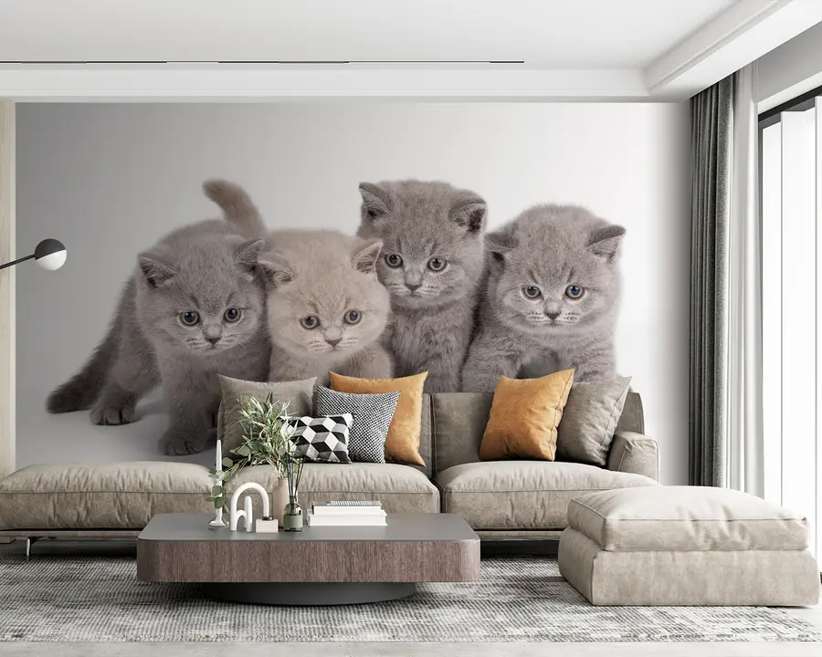 murais de parede Olho, gato e carnívoro u55076